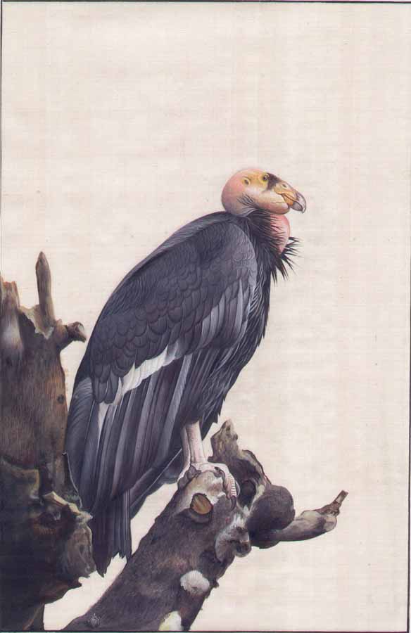 California Condor Gymnogyps Californianus