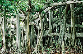 The Banyan Tree with Secondary (Aerial) Roots