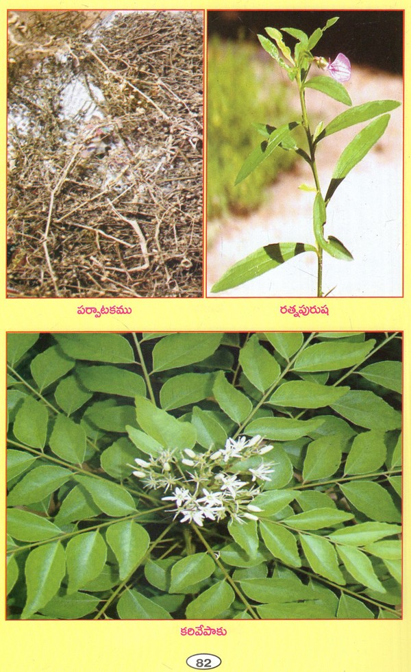పచ్చని వనమూలికలు పసిడి ఆరోగ్యం Green Herbs for Green Health With