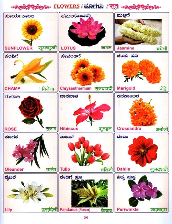 Flowers Name In Kannada And Hindi - Home Alqu