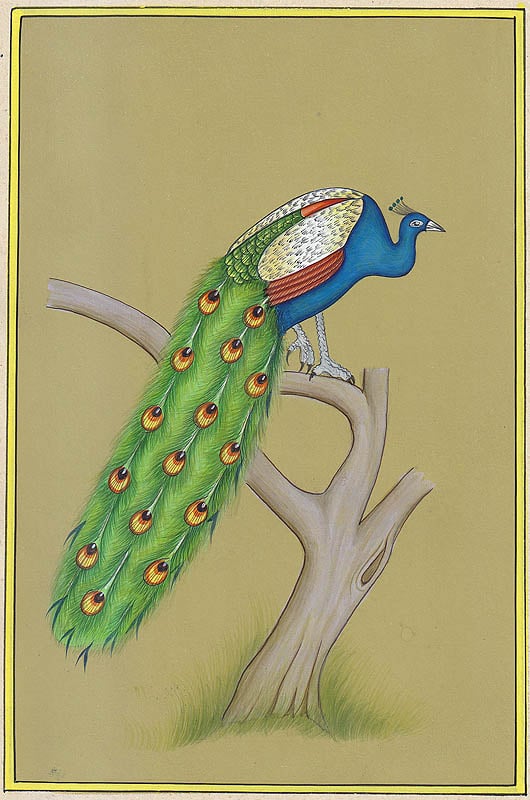 National Bird Peacock | Curious Times