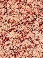 Batik Fabric