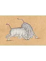 The Bull Fight