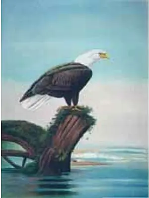 Bald Eagle