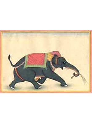 Indian Elephant