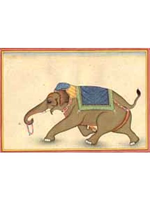 Indian Elephant