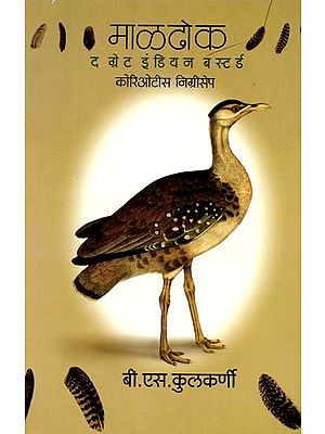 माळढोक: द ग्रेट इंडियन बस्टर्ड कोरिओटीस निग्रीसेप: The Great Indian Bustard Coryotis Nigriceps (Marathi)