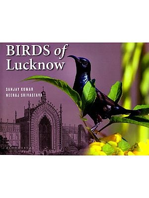 Birds of Lucknow