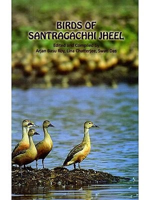 Birds of Santragachhi Jheel