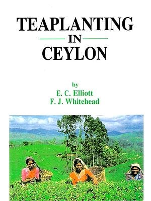 Tea Planting in Ceylon