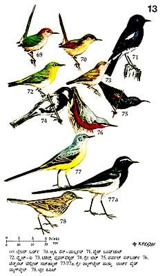 Common Birds (Kannada) | Exotic India Art