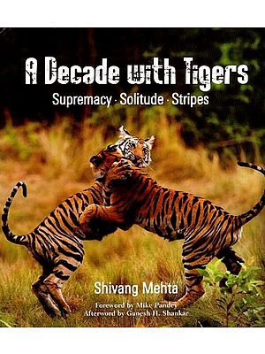 A Decade with Tigers- Supremacy, Solitude Stripes