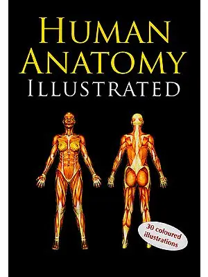 Human Anatomy Illustrated (30 Coloured Illustrations)