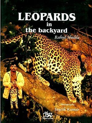 Leopards in the Backyard