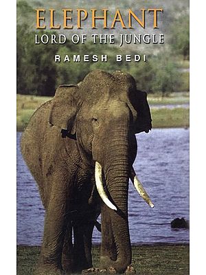 Elephant- Lord of The Jungle