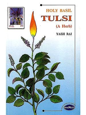 Holy Basil Tulsi (A Herb)