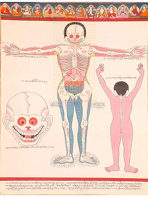 Front View of Human Anatomy