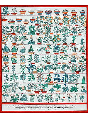 Illustration of Tibetan Medicines and Healing Herbs