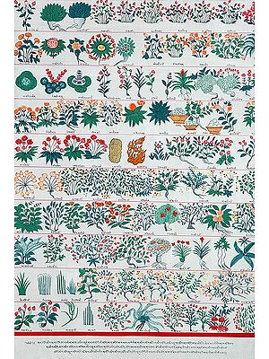 Materia Medica of Vegetable Origin