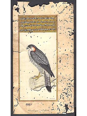 Birds of Prey of the World - Himalayan Falcon