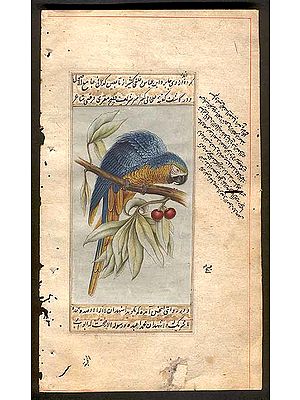 Blue and Yello Macaw