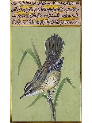Blue-Breasted Tit