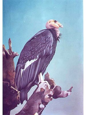 California Condor, World's Rarest Bird of Prey