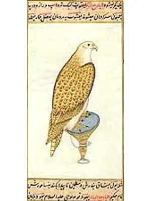 Falcon