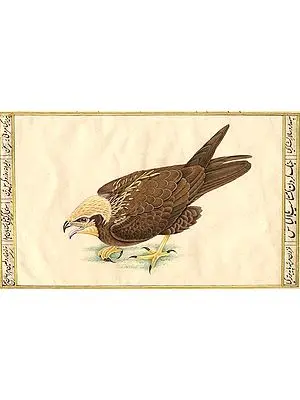 Falcon