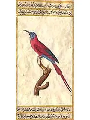 Flycatcher