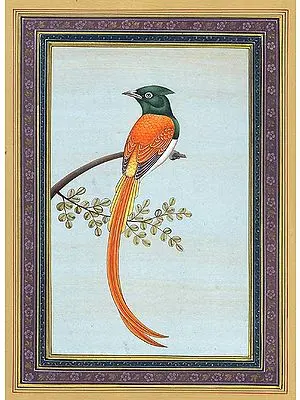Flycatcher