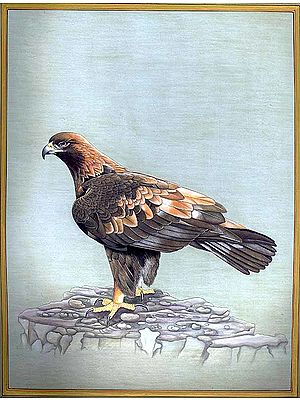 Golden Eagle (Aquila chrysaetos)