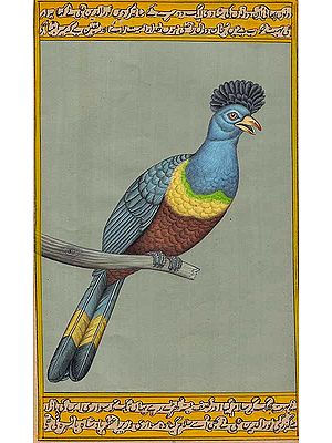 Great Blue Turaco (Corythaeola cristata)