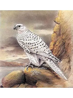 Gyrfalcon