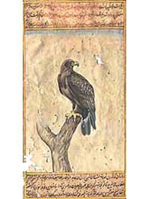 Himalayan Golden Eagle (Aquila chrysaetos)