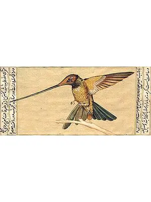 Hummingbird