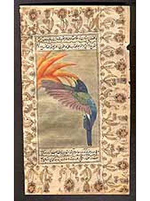 Hummingbirds of the World<br>Male Blue-headed Hummingbird