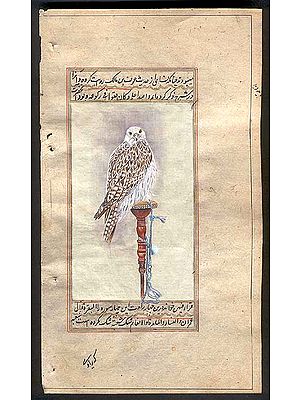 Immature White Gyrfalcon on Arab Perch