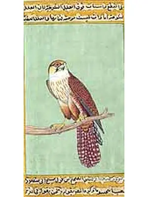 Kestrel