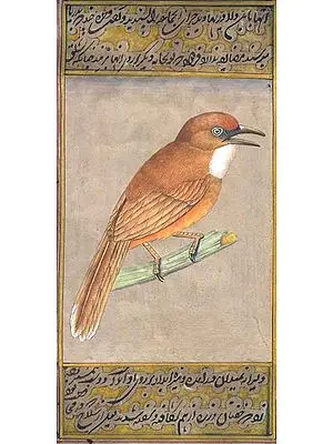 Kestrel