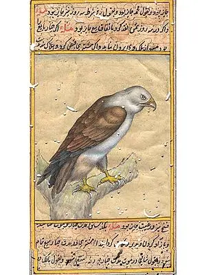Kite