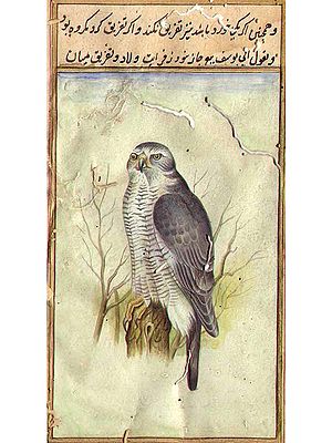 Laggar Falcon (Falco jugger)