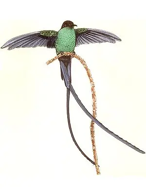 Male Eastern Streamertail Hummingbird, Port Antonio, Jamaica