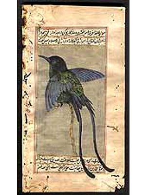 Male Eastern Streamertail<br>Trochilus scitulus