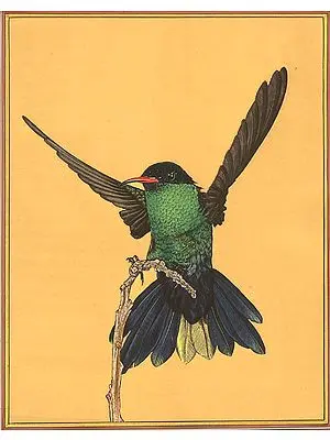Male Western Streamertail Hummingbird