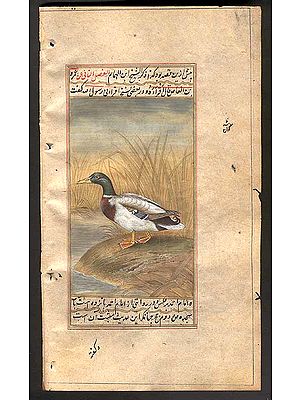 Mallard<br>Anas platyrhyncos