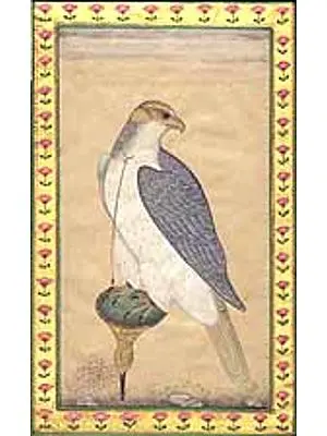 Mansur's Falcon