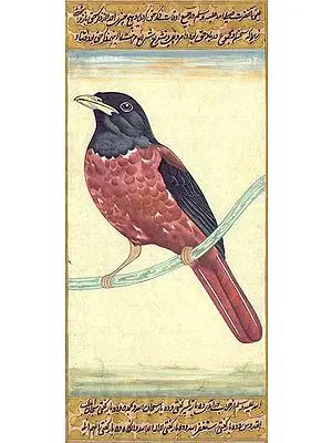 Oriole