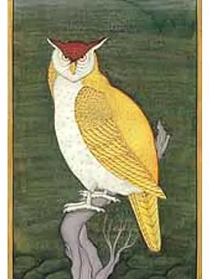 Owl