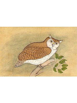 Owl